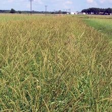 Load image into Gallery viewer, Catarina Bristle Grass*