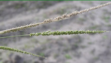 Load image into Gallery viewer, Catarina Bristle Grass*