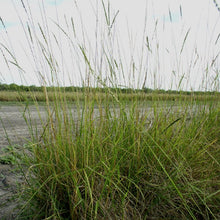 Load image into Gallery viewer, Catarina Bristle Grass*