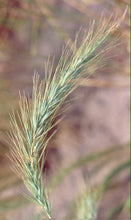 Load image into Gallery viewer, Lavaca Germplasm Canada Wildrye*