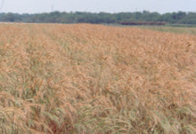 Load image into Gallery viewer, Lavaca Germplasm Canada Wildrye*