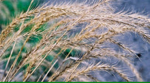 Load image into Gallery viewer, Lavaca Germplasm Canada Wildrye*