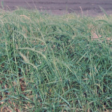 Load image into Gallery viewer, Lavaca Germplasm Canada Wildrye*