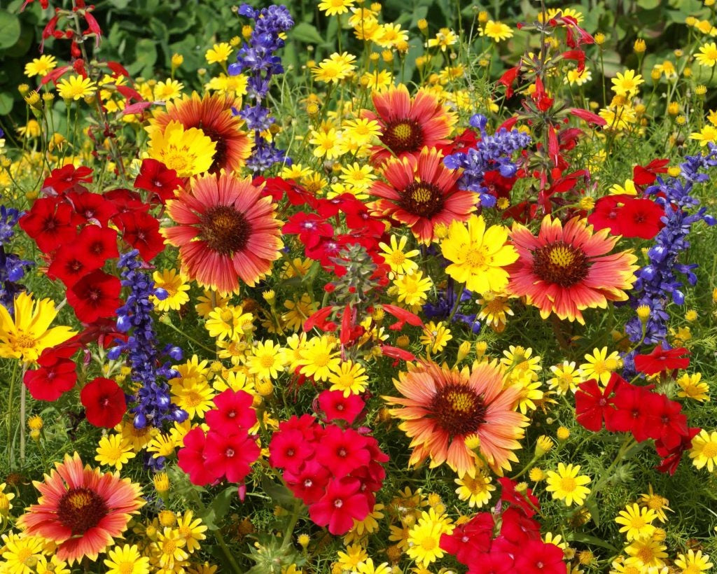 texas wildflower seed Texas Wildflower Blend – Bamert Seed