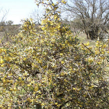 Load image into Gallery viewer, Agarito*