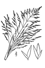 Load image into Gallery viewer, Alkali-Sacaton-USDA