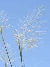 Load image into Gallery viewer, Alkali Sacaton 08