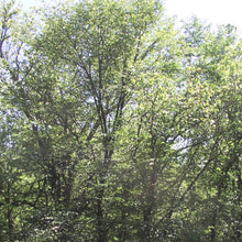 Load image into Gallery viewer, American Elm*