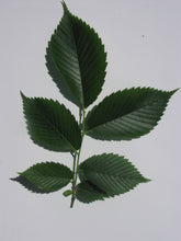 Load image into Gallery viewer, American Elm*