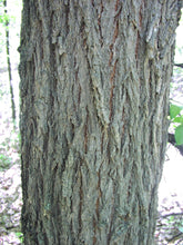 Load image into Gallery viewer, American Elm*