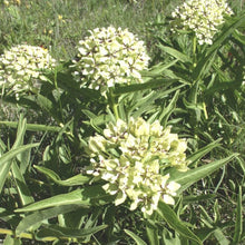 Load image into Gallery viewer, Antelopehorn*