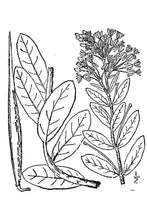 Load image into Gallery viewer, Antelopehorn*