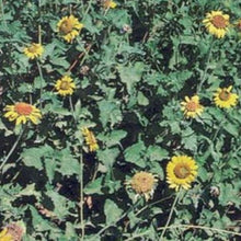 Load image into Gallery viewer, Awnless Bush Sunflower