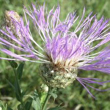 Load image into Gallery viewer, Basketflower*