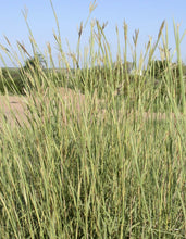 Load image into Gallery viewer, Big-Bluestem Plant Image
