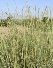 Load image into Gallery viewer, Big-Bluestem Plant Image