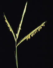 Load image into Gallery viewer, Big Bluestem Andropogon