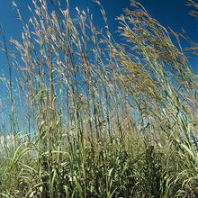 Load image into Gallery viewer, BIG BLUESTEM ANDROPOGON Plant image
