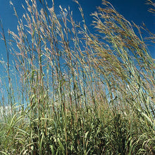 Load image into Gallery viewer, BIG BLUESTEM ANDROPOGON Plant image