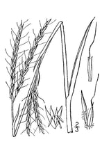 Load image into Gallery viewer, Big Bluestem USDA Plant Image