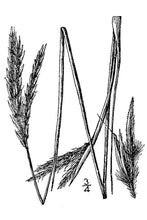 Load image into Gallery viewer, Big Bluestem USDA Plant Image