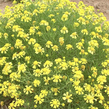 Load image into Gallery viewer, Bitterweed*