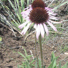 Load image into Gallery viewer, Black Sampson*