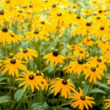 Load image into Gallery viewer, Black-Eyed Susan