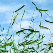 Load image into Gallery viewer, Blue Grama Plant Image