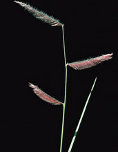 Load image into Gallery viewer, Blue Grama Bouteloua Gracilis plant image.