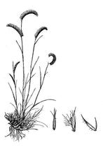 Load image into Gallery viewer, Blue Grama USDA Plant Image