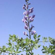 Load image into Gallery viewer, Blue Wild Indigo*