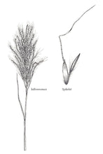 Load image into Gallery viewer, Bluestem, Yellow*