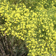 Load image into Gallery viewer, Broomweed (common)*