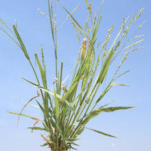 Load image into Gallery viewer, Browntop Panicum*