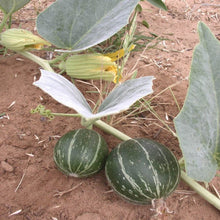 Load image into Gallery viewer, Buffalo Gourd*
