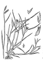 Load image into Gallery viewer, Buffalo Grass USDA Plant Image
