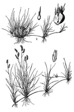 Load image into Gallery viewer, Buffalo Grass USDA - Grass Image