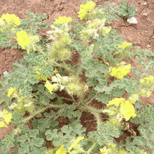 Load image into Gallery viewer, Buffalobur*