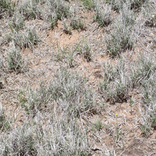 Load image into Gallery viewer, Burrograss*