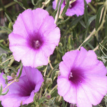 Load image into Gallery viewer, Bush Morning Glory*