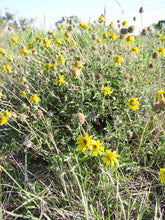 Load image into Gallery viewer, Awnless Bush Sunflower