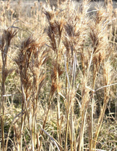 Load image into Gallery viewer, Bushy Bluestem*
