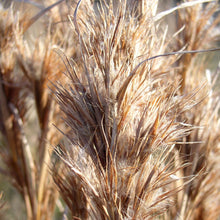 Load image into Gallery viewer, Bushy Bluestem*