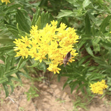Load image into Gallery viewer, Butterfly Milkweed