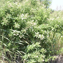 Load image into Gallery viewer, Button-bush*