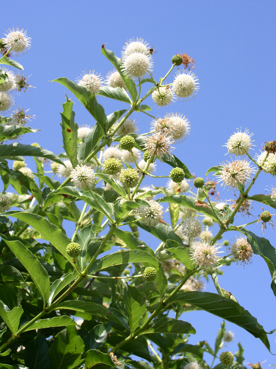 Buttonbush* Bamert Seed