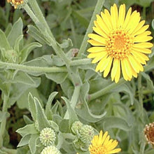 Load image into Gallery viewer, Camphorweed*