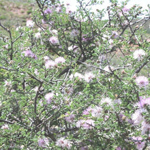 Load image into Gallery viewer, Catclaw Mimosa*