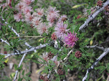 Load image into Gallery viewer, Catclaw Mimosa*